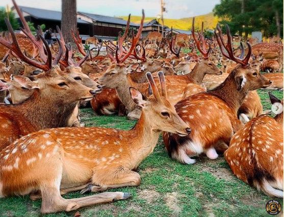 Thành lập công ty chăn nuôi dê, cừu, hươu 10 Chuẩn bị trước khi thành lập công ty chăn nuôi dê, cừu, hươu