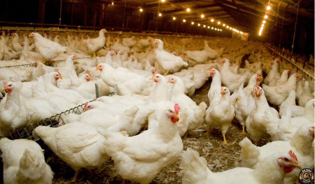 Thành lập công ty chăn nuôi gia cầm 10 Chuẩn bị trước khi thành lập công ty chăn nuôi gia cầm
