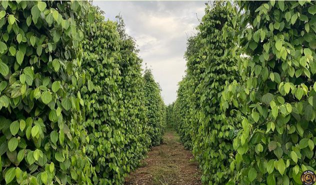Cơ sở pháp lý thành lập công ty trồng cây hồ tiêu
