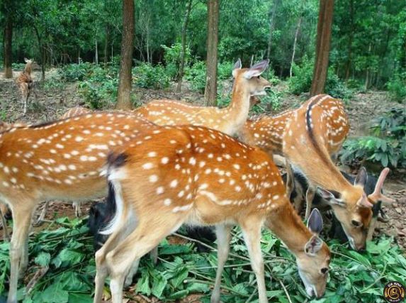Thành lập công ty chăn nuôi dê, cừu, hươu 8 Điều kiện thành lập công ty chăn nuôi dê, cừu, hươu