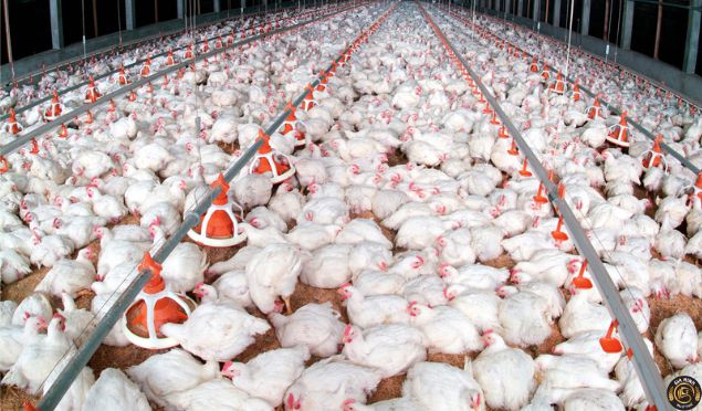 Thành lập công ty chăn nuôi gia cầm 8 Điều kiện thành lập công ty chăn nuôi gia cầm