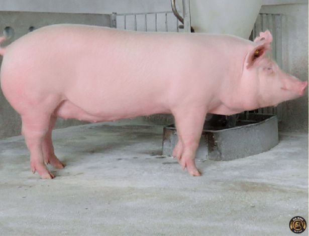 Thành lập công ty chăn nuôi lợn 7 Điều kiện thành lập công ty chăn nuôi lợn