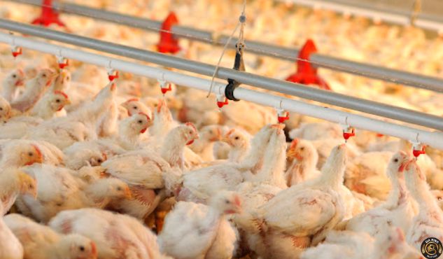 Thành lập công ty chăn nuôi gia cầm 9 Kinh nghiệm thành lập công ty chăn nuôi gia cầm