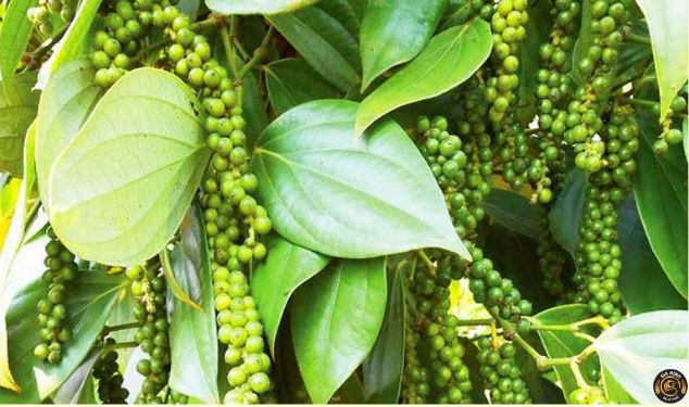 Kinh nghiệm thành lập công ty trồng cây hồ tiêu
