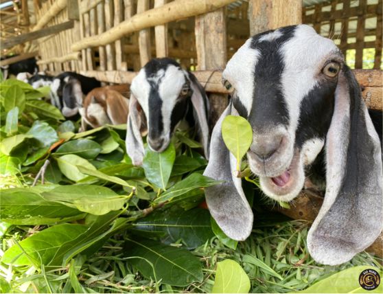 Thành lập công ty chăn nuôi dê, cừu, hươu 11 Làm giấy phép thành lập công ty chăn nuôi dê, cừu, hươu