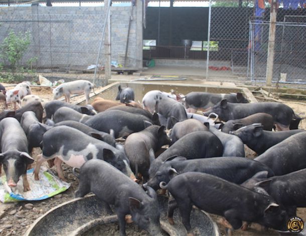 Thành lập công ty chăn nuôi lợn 10 Làm giấy phép thành lập công ty chăn nuôi lợn