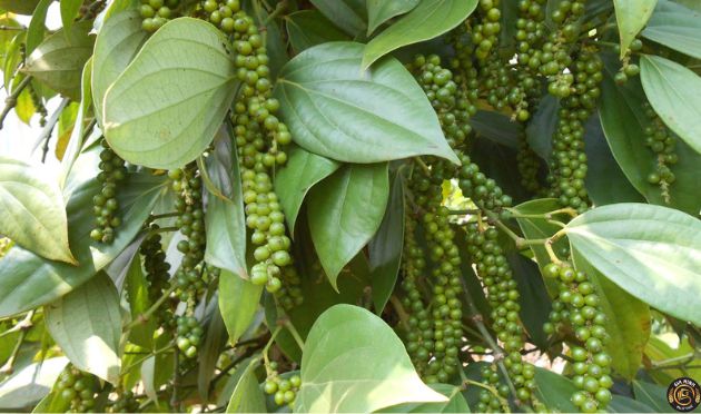 Làm giấy phép thành lập công ty trồng cây hồ tiêu
