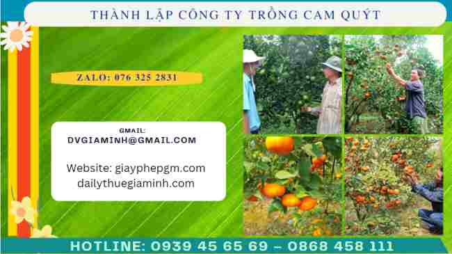 Thủ tục thành lập công ty trồng cam, quýt
