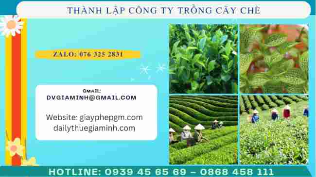 Thành lập công ty trồng cây chè 7 Thủ tục thành lập công ty trồng cây chè