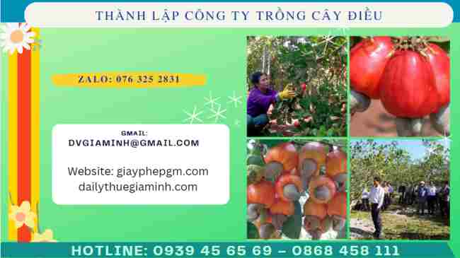 Thành lập công ty trồng cây điều 6 Thủ tục thành lập công ty trồng cây điều