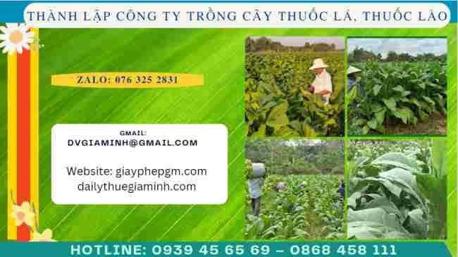 Thành lập công ty trồng cây thuốc lá, thuốc lào 4 Thủ tục thành lập công ty trồng cây thuốc lá, thuốc lào