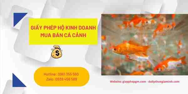 GIẤY PHÉP HỘ KINH DOANH MUA BÁN CÁ CẢNH 8 Các bước xin cấp giấy phép hộ kinh doanh mua bán cá cảnh gồm những bước nào?
