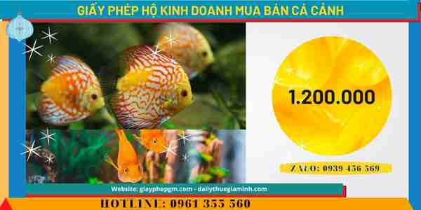 GIẤY PHÉP HỘ KINH DOANH MUA BÁN CÁ CẢNH 13 Chi phí xin cấp giấy phép hộ kinh doanh mua bán cá cảnh